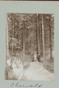 Drie mensen op een bospad tussen naaldbomen