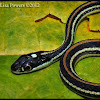 Western Ribbonsnake