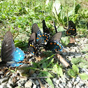 Pipevine swallowtail