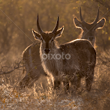 Waterbucks in Rimlight by Buddy Eleazer -  