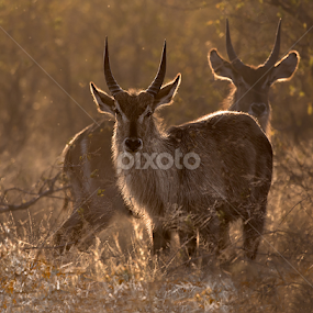 Waterbucks in Rimlight by Buddy Eleazer - Animals Other Mammals