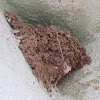 Swallow's mud nest