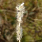 Seed mimicking caterpillars
