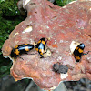 Pleasing Fungus Beetle