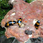 Pleasing Fungus Beetle