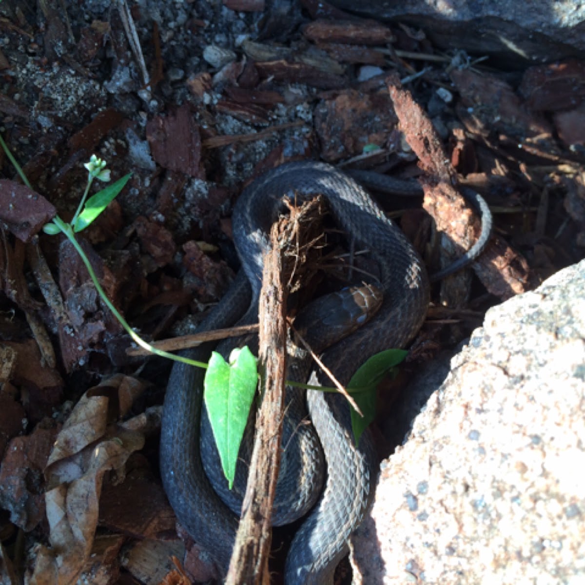 Wandering Garter Snake