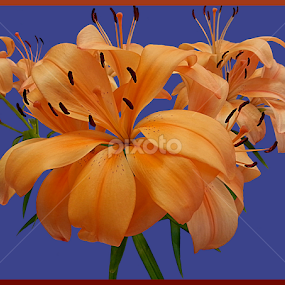 Lily Love II by Diana Postill - Flowers Flower Arangements