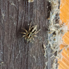 Male & Female Jumping Spider