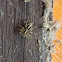 Male & Female Jumping Spider
