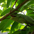 Maned Forest Lizard
