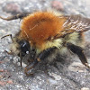 common carder bee