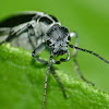 Margined blister beetle