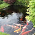 Japanese Koi Fish Wallpaper9.0