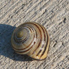 Banded Wood Snail