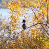 Belted Kingfisher