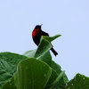 Scarlet chested sunbird