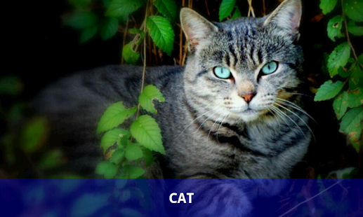 How to install Study of animals 1.1 apk for pc