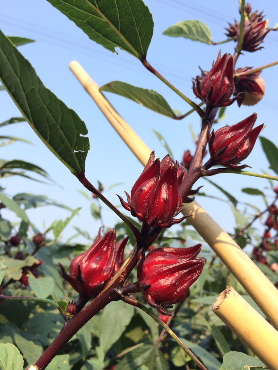 Roselle 玫瑰茄 洛神花 Project Noah