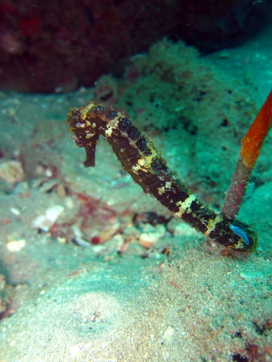 Tiger tail seahorse