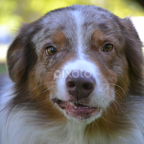 by Jolene Pierce - Animals - Dogs Portraits