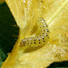 Pickleworm Moth Caterpillar