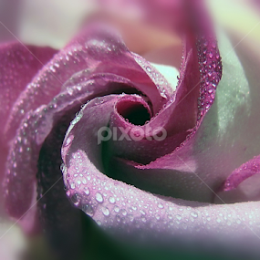 ...in the middle of the Beauty.. by Mirela Korolija - Flowers Single Flower