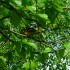 American Redstart