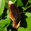 blue-banded eggfly