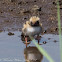 Common Tern chick; Charrán Común