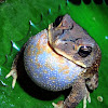 Common Asian Toad
