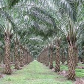 Oil Palm Land Valuation