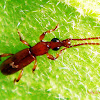 Straight-snouted Weevil