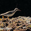 Spotted Sandpiper