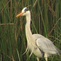 Gray Heron