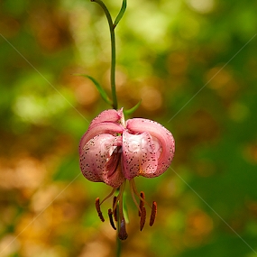 Lilium martagon by Darko Kireta - Flowers Flowers in the Wild