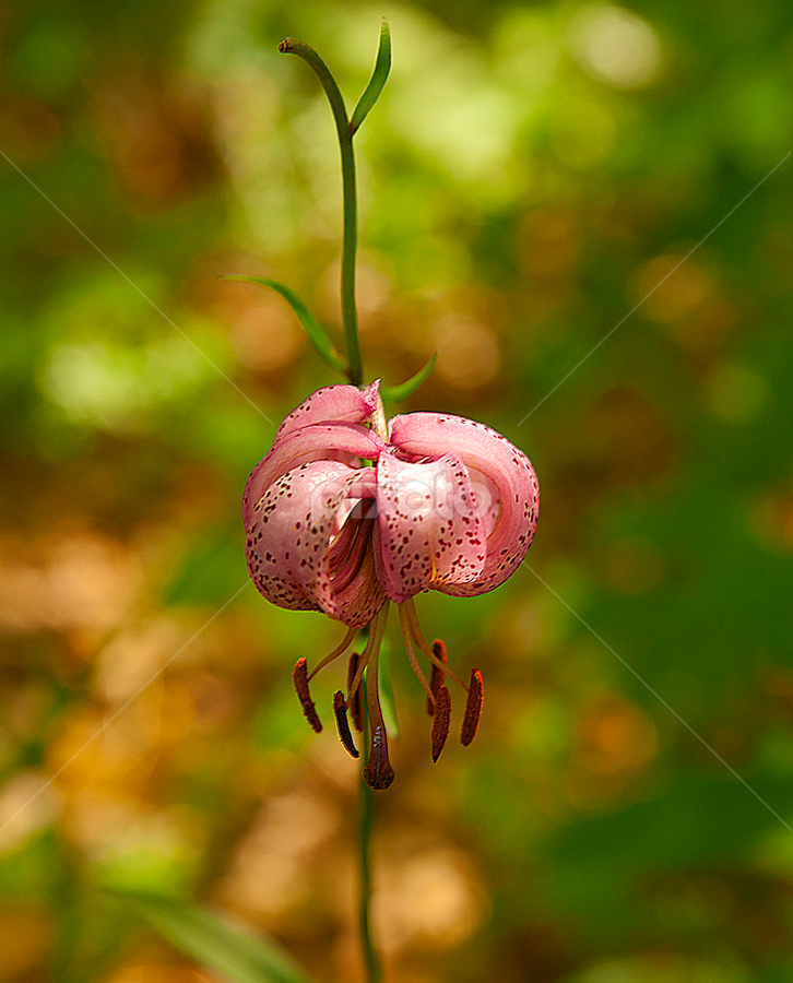 Lilium martagon by Darko Kireta - Flowers Flowers in the Wild