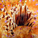 Zebra Urchin Crab