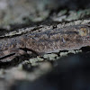 Moorish wall gecko