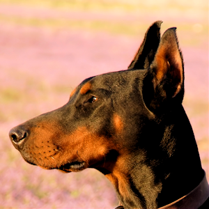 Doberman