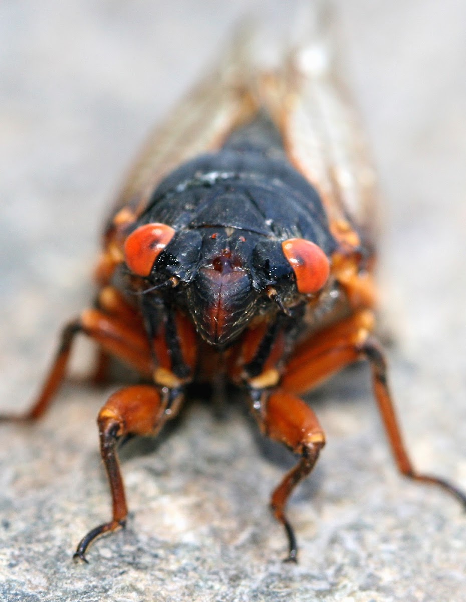 Periodical Cicada
