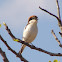 Woodchat Shrike