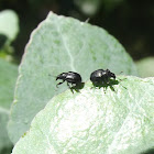 Black weevils