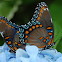 Red Spotted Admiral