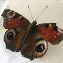 the Peacock butterfly