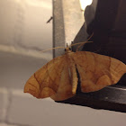 Lesser Grapevine Looper Moth - Hodges#7196