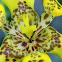 yellow walking iris, yellow apostle plant