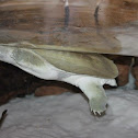 Tartaruga-de-carapaça-mole-da-florida