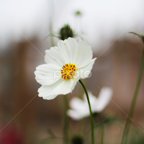 by Murshalin Ahmed - Novices Only Flowers & Plants