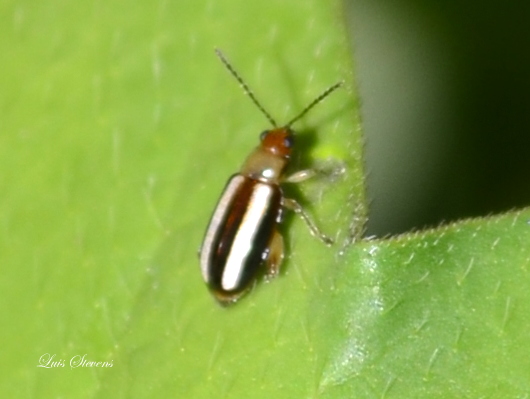 Palestriped Flea Beetle