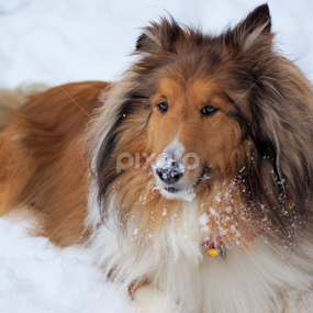 chaser by Blaine Stauffer - Animals - Dogs Portraits